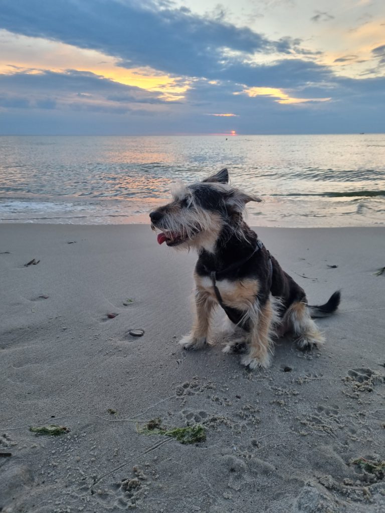 żabka nad morzem Piesek-Żabka