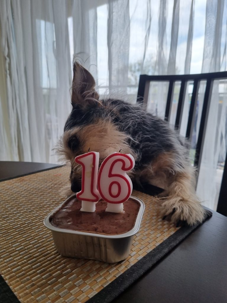 16letnia suczka podczas jedzenia tortu