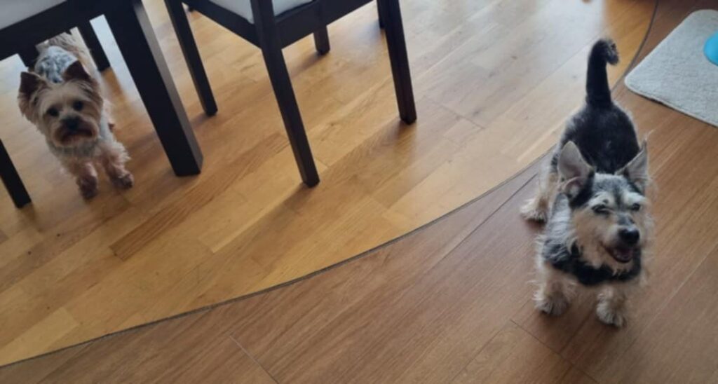 Duet psów senior i dorosły bawiących się razem