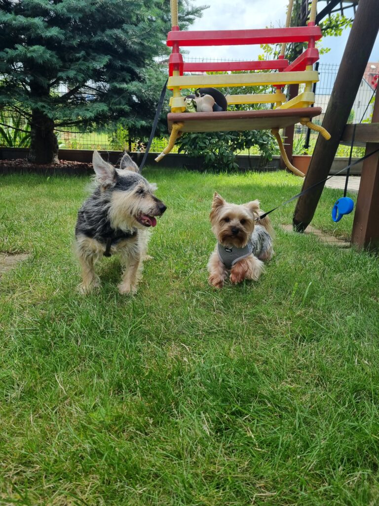 Podróże z emerytalnym psem – Żabka i Banduś w podróży