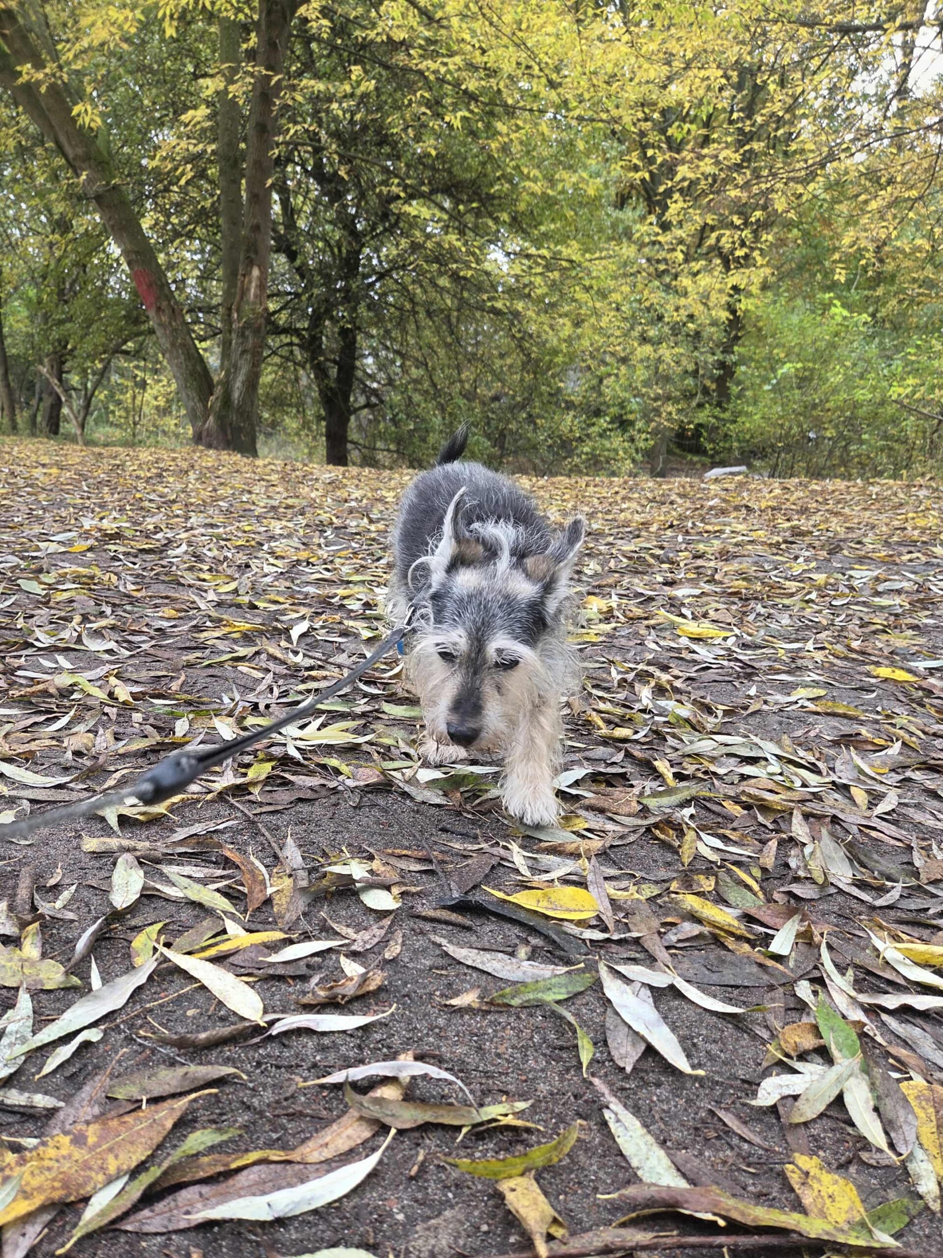Tuptając w złocie liści – jesień z moją emerytką