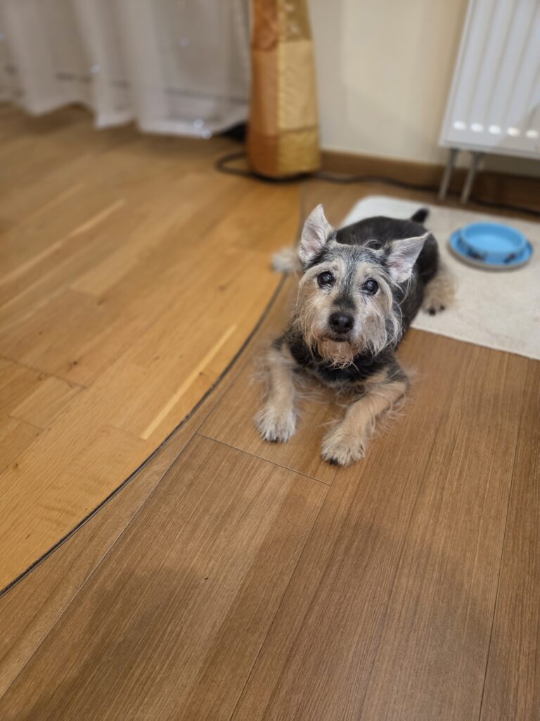 Psiak Żaba Psiak Żaba