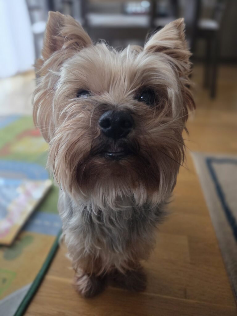 Psiak Bandi Psiak Bandi