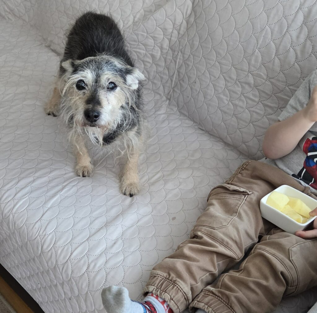 Pies Żaba i jedzenie