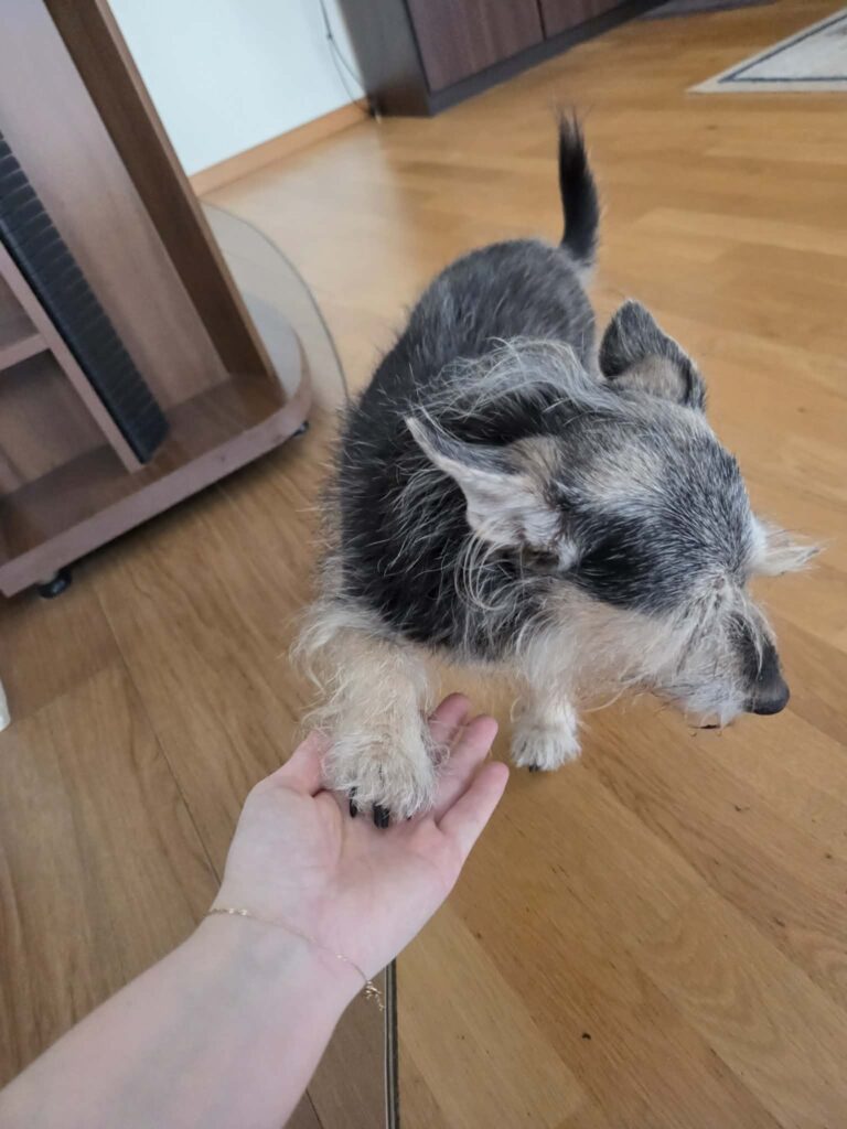 Pies Żaba podaje łapę